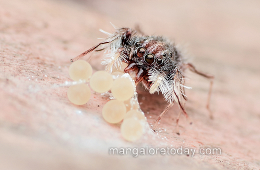An ultra rare spider genus Neobrettus